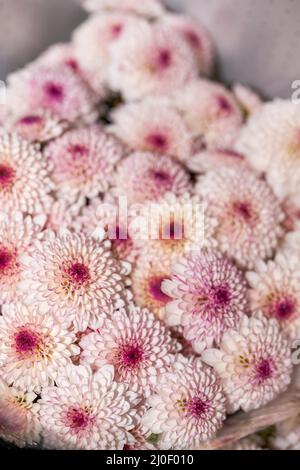 Gros plan de petits pains de chrysanthèmes divers à vendre dans un fleuriste Banque D'Images