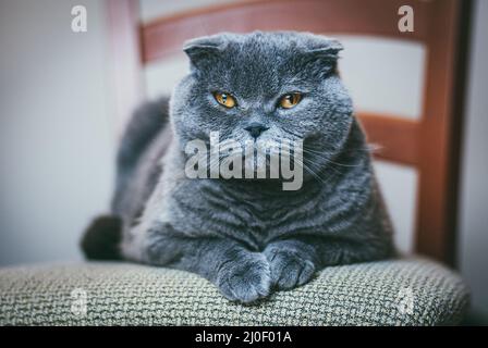 Écossais plient chat gris avec des yeux orange se pose sur la chaise seule et s'ennuie. Rester à la maison coronavirus covid-19 concept de quarantaine Banque D'Images