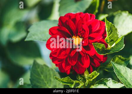 Fleur rouge de dahlia luxuriante avec bouton central jaune et fond vert flou Banque D'Images