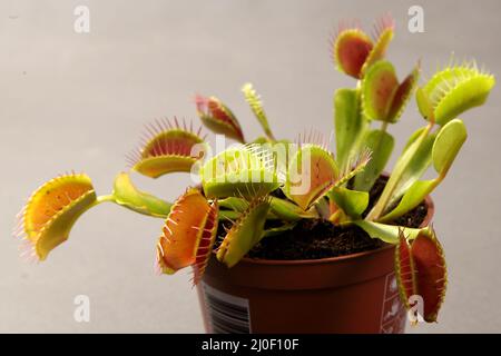 Plante prédatrice Dionea Vénus flytrap gros plan Banque D'Images