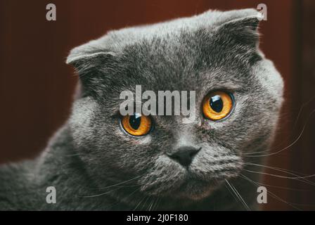 Un chat gris écossais avec des yeux orange est assis seul. Rester à la maison coronavirus covid-19 concept de quarantaine Banque D'Images