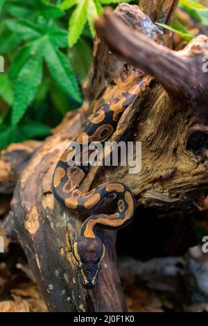 Jeune python sur arbre dans la jungle. Grand serpent dangereux. Faune de la nature. Banque D'Images