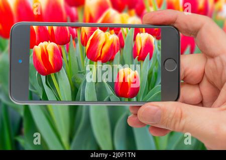Tulipes sur l'écran du smartphone. Belles fleurs tulipes rouges. Fond naturel tulipes à fleurs printanières. Banque D'Images