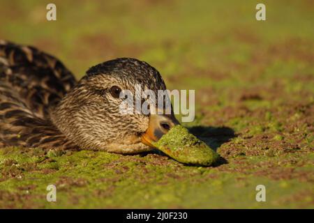 Un gros plan d'une femelle de canard colvert (Anas platyrhynchos) qui s'aboie dans des algues vertes et brunes à la surface d'un lac avec des algues sur son bec. Prise en V Banque D'Images