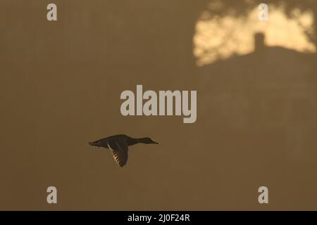 Un canard colvert mâle (Anas platyrhynchos) volant au-dessus d'un lac dans une zone résidentielle avec des maisons en arrière-plan. La lumière du matin est chaude et orange. Banque D'Images