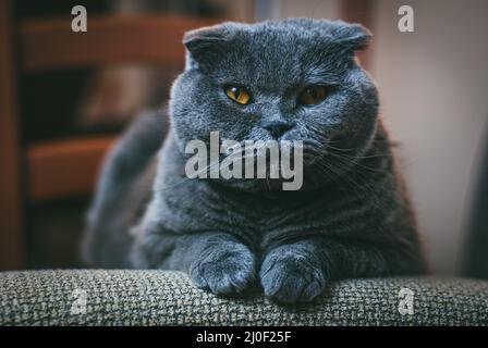 Écossais plient chat gris avec des yeux orange se pose sur la chaise seule et s'ennuie. Rester à la maison coronavirus covid-19 concept de quarantaine Banque D'Images