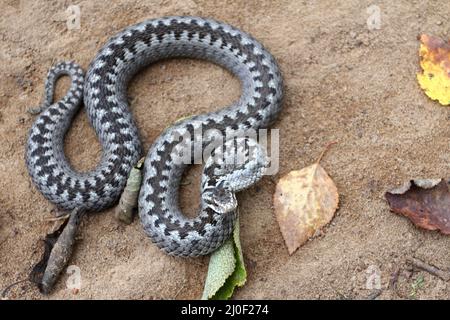 Vipère gris ou serpent venimeux plus triste en attaquant ou en défendant pose roulé en tricot sur sol brun de printemps Banque D'Images