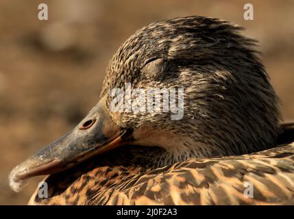 Un gros plan de la tête d'une femelle endormi Mallard (Anas platyrhynchos) au soleil avec son œil fermé. Prise à Victoria, Colombie-Britannique, Canada. Banque D'Images