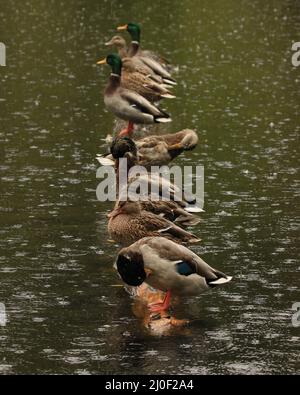 Une rangée de canards colverts (Anas platyrhynchos) debout sur une bûche dans un étang ou un lac pendant qu'il pleut. Prise à Victoria, Colombie-Britannique, Canada. Banque D'Images