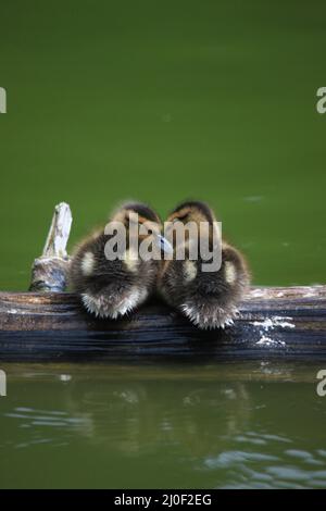 Deux adorables caneteaux de Canard colvert (Anas platyrhynchos) assis ensemble sur une bûche dans un étang ou un lac avec de l'eau verte. Ils dorment et se câliner ag Banque D'Images