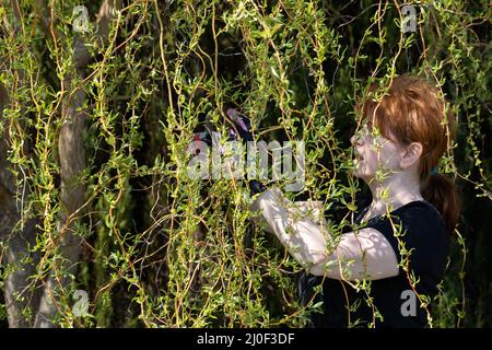 Saule pleurant au début du printemps. Taille-élagage à poil roux et branches d'arbre trop longues suspendues. Banque D'Images