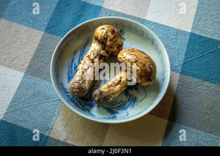 Champignons de matsutake crus.Le matsutake est un ingrédient luxueux de la cuisine japonaise. Banque D'Images