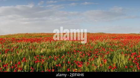 Champ d'anémones de pavot rouge tard au printemps. Chypre Banque D'Images