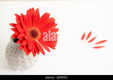 Fleur de Gazania rouge sur un vase blanc élégant. Photographie créative de la vie Banque D'Images