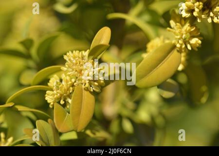 Buxus sempervirens Banque D'Images