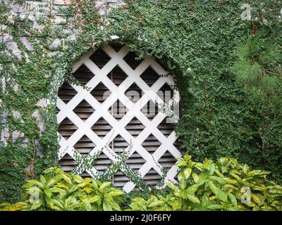 Une grotte avec un treillis blanc dans un mur de pierre surcultivé avec de l'ivie verte et avec une plante aucuba au premier plan Banque D'Images