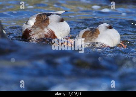 Canard colvert Banque D'Images