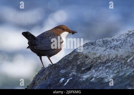 White-throated dipper Banque D'Images