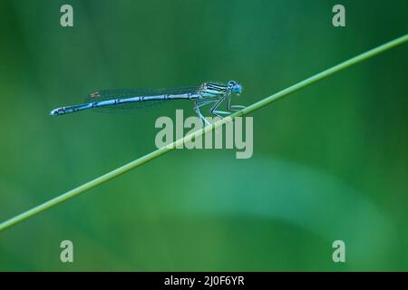Demoiselle à pattes blanches mâle Banque D'Images