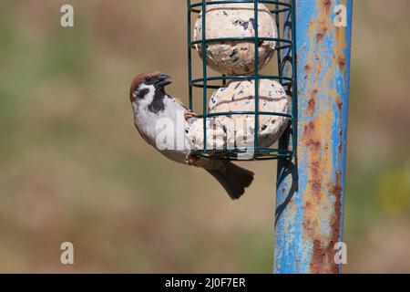 Canard pilet Banque D'Images