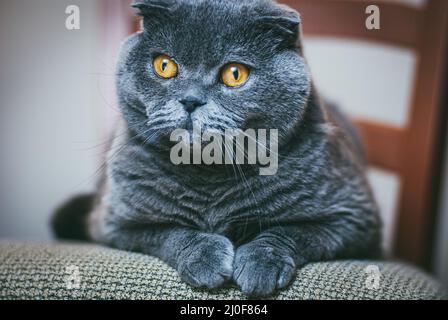 Écossais plient chat gris avec des yeux orange se pose sur la chaise seule et s'ennuie. Rester à la maison coronavirus covid-19 concept de quarantaine Banque D'Images