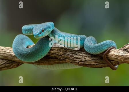 Beauté dangereuse, vipère blanc à lèvres Banque D'Images