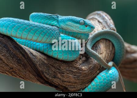 Beauté dangereuse, vipère blanc à lèvres Banque D'Images