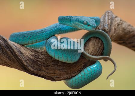 Beauté dangereuse, vipère blanc à lèvres Banque D'Images