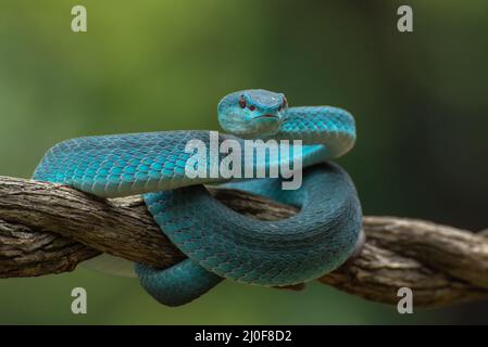 Beauté dangereuse, vipère blanc à lèvres Banque D'Images