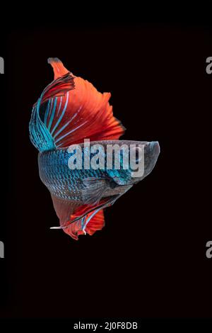 betta siamois lutte contre le poisson en mouvement Banque D'Images