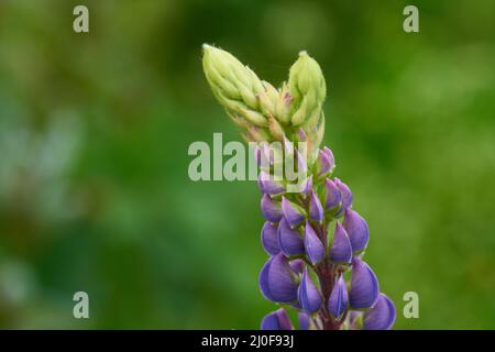 Lupinus Banque D'Images