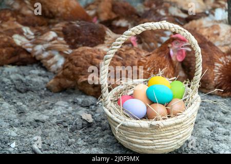 Œufs de poulet colorés dans le panier sur le sol à côté du groupe de poules Banque D'Images