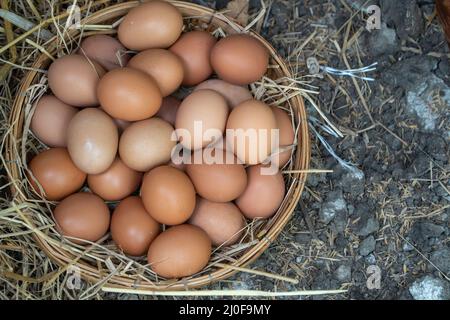 Les oeufs de poulet frais dans le panier sur le sol après les agriculteurs les œufs de la ferme. Concept de non-toxiques de la nourriture. Banque D'Images