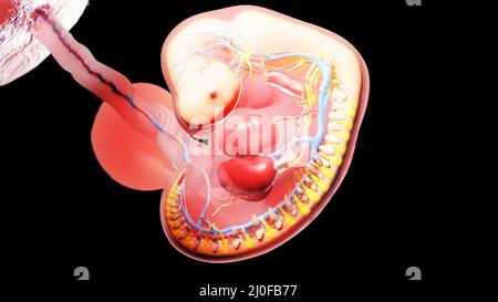 Embryon à la semaine 6, illustration Banque D'Images