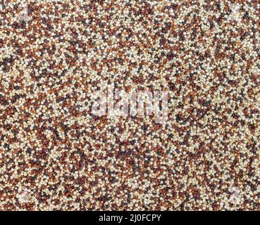Graines de quinoa cru Banque D'Images