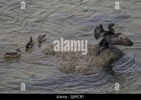 San Marcos Lempa, Salvador. 18th mars 2022. Les canards reposent sur une rive. Le 21st mars, la Journée mondiale des forêts est commémorée, suivie de la Journée mondiale de l'eau, célébrée le 22nd mars, les deux dates ont pour but d'améliorer les conditions de la faune et de réduire la contamination puisque les problèmes liés au changement climatique atteignent des niveaux alarmants dans la communauté scientifique. Crédit : SOPA Images Limited/Alamy Live News Banque D'Images