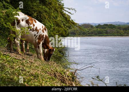 San Marcos Lempa, Salvador. 18th mars 2022. Une vache se nourrit près de la rivière. Le 21st mars, la Journée mondiale des forêts est commémorée, suivie de la Journée mondiale de l'eau, célébrée le 22nd mars, les deux dates ont pour but d'améliorer les conditions de la faune et de réduire la contamination puisque les problèmes liés au changement climatique atteignent des niveaux alarmants dans la communauté scientifique. Crédit : SOPA Images Limited/Alamy Live News Banque D'Images