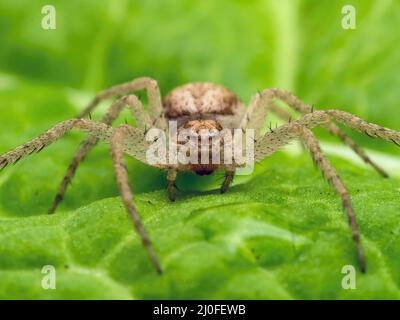 Portrait en gros plan d'une araignée de crabe femelle, Philodromus dispar, sur une feuille verte. Ladner, Delta, Colombie-Britannique, Canada Banque D'Images