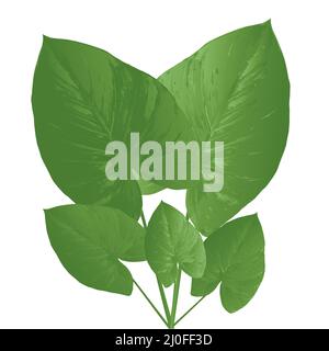 bouquet de grandes feuilles vertes tropicales sur fond blanc Illustration de Vecteur