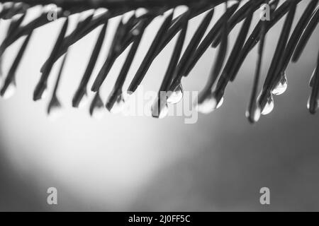 Macro photo gouttes de pluie d'été ou de printemps sur les aiguilles de Noël sur un fond vert avec lumière, bl Banque D'Images