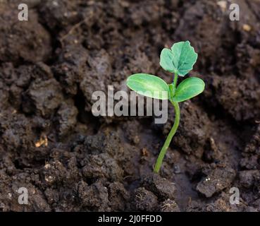 De plus en plus de germes verts de la terre vue d'en haut Banque D'Images