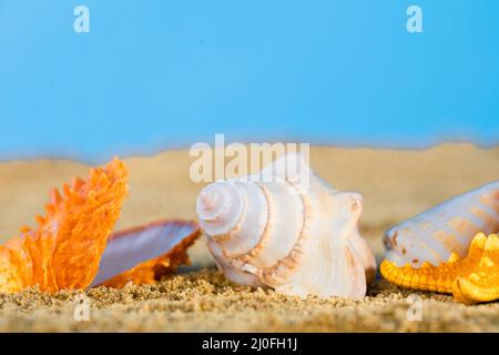 Les étoiles de mer et les coquillages se trouvent sur la plage sur un ciel bleu de tel au plein soleil. Banque D'Images