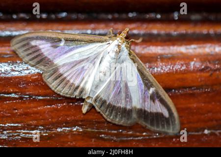 Gros plan d'un arbre de boîte papillon. Le papillon est un petit papillon d'Asie de l'est Banque D'Images