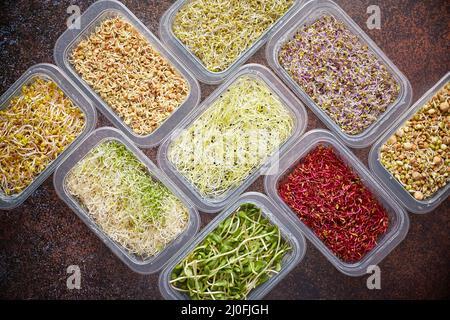 Ensemble de récipients avec des pousses micro-vertes de type varoius. Jeunes pousses d'oignons, de basilic, de pois Banque D'Images