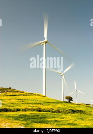 Ferme éolienne sur un champ au printemps Banque D'Images