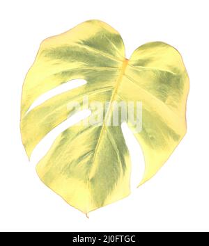 Feuille d'or d'une plante de monstère tropicale isolée sur fond blanc Banque D'Images