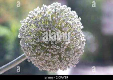 Un gros plan d'une fleur d'allium, un type d'oignon ornemental. Banque D'Images