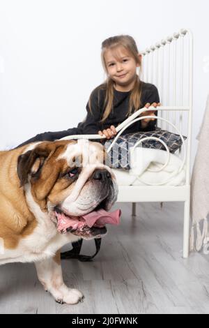 Vue de dessus, le chien se trouve sur fond blanc. Le Bulldog anglais est un chien de race avec un pedigree. La race de chien appartient à Banque D'Images