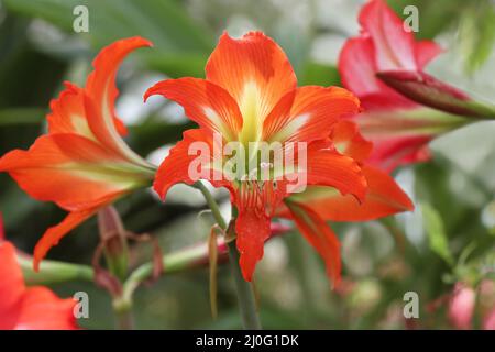Fleurs d'orange Hippeastrum ou Amaryllis Banque D'Images