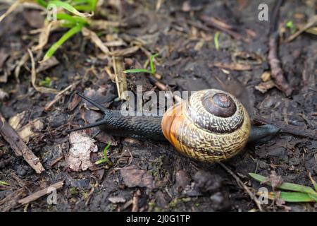 Un gros plan d'un escargot de la capaque, escargot dans le jardin. Banque D'Images